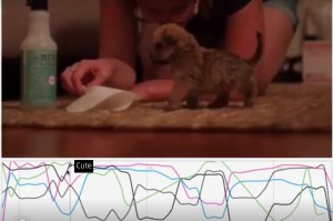 Softly blurred photo of a small dog standing out alongside a frequency graph data dashboard