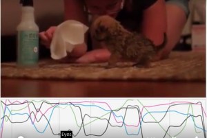 Frequency graph chart translating digital points into eyes to see a cute animal image projection