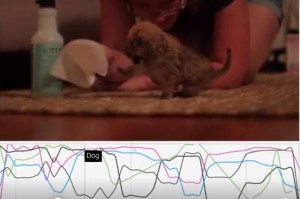 Frequency chart graph highlighting a specific data point to interpret the shape of a dog