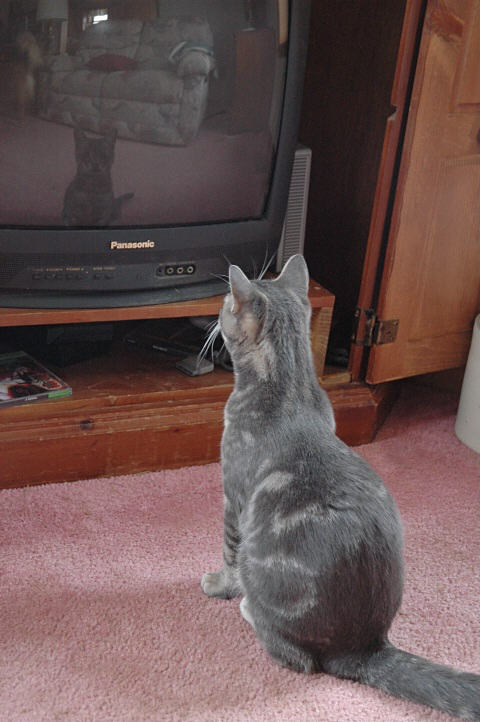A grey Russian Blue cat sitting quietly and staring directly at a blank black television screen