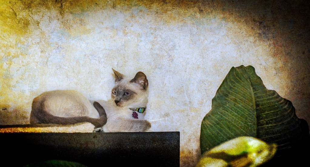 Life has never stopped for Alexius' cat