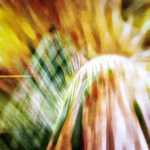 Abstract colourful artwork of manipulated palm leaves representing one perpetual present
