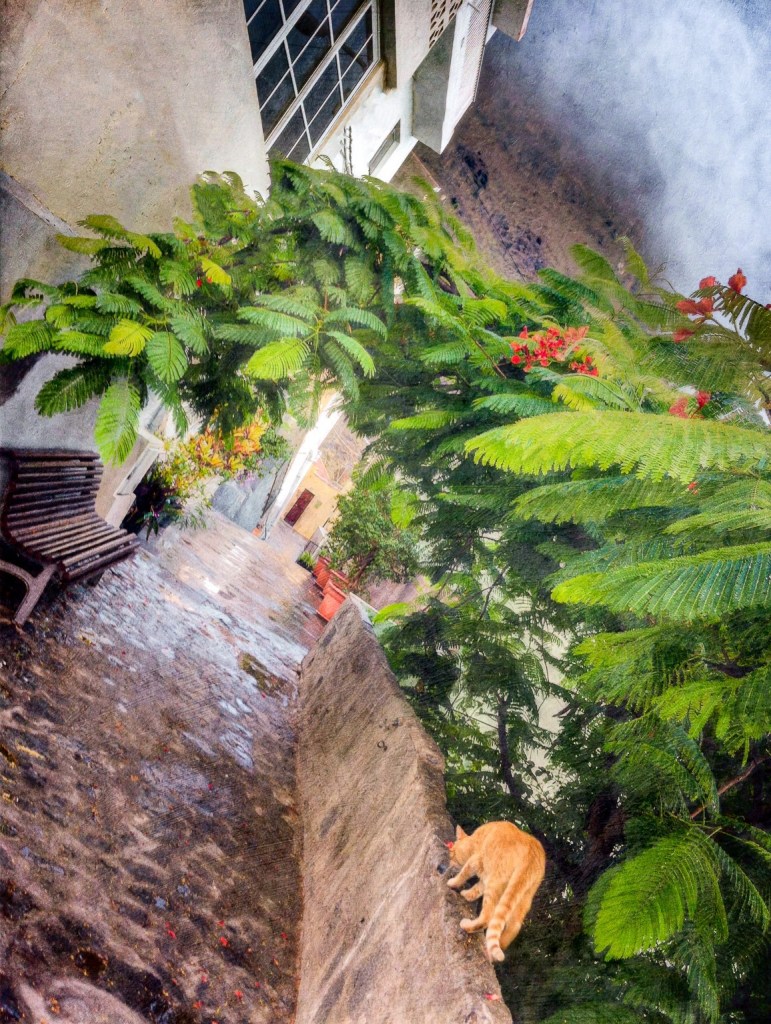 A cat sniffing fallen seeds on a narrow stone street with a cloudy mountain background