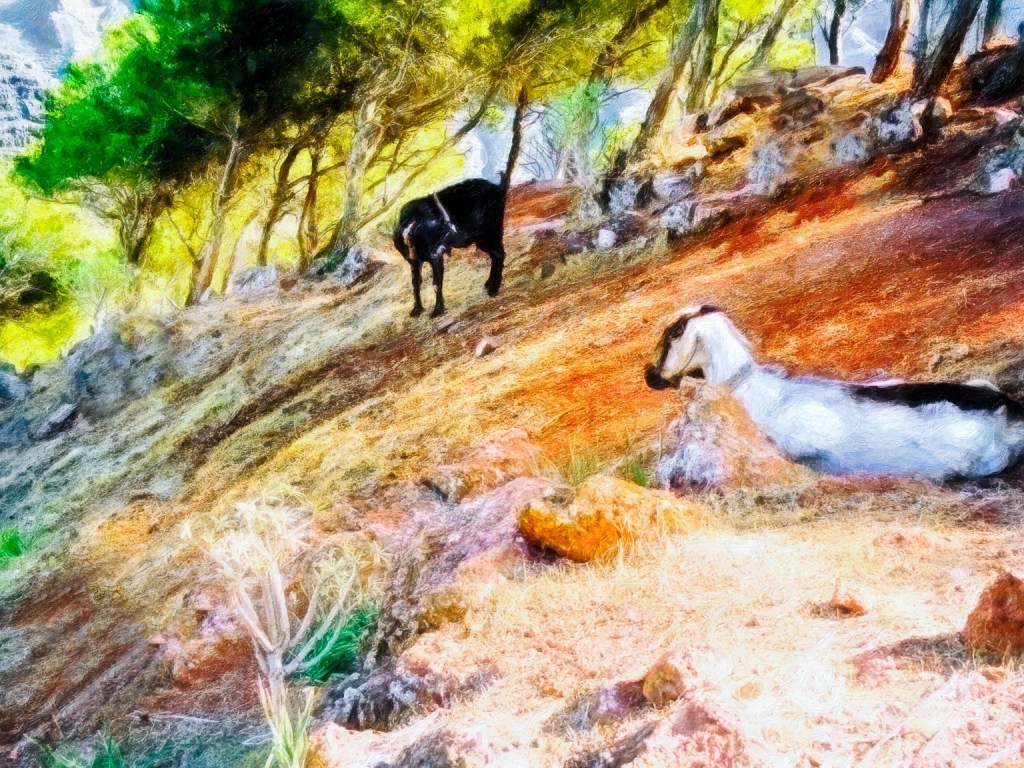 Goats resting together on a grassy cliffside with windy trees in the background