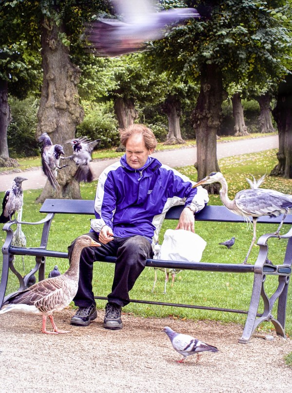 Mature man sitting on a park bench surrounded by a variety of wild birds feeding near him