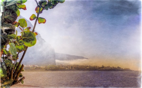 Atmospheric photo with a green plant in the foreground overlooking the ocean and cloudy mountains