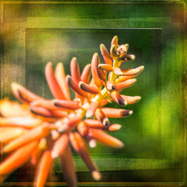 An orange flower set against an abstract grid background of intermingling green squares