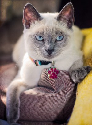 Alexius' cat Uma