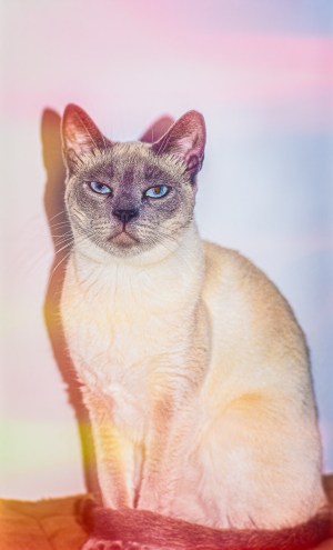 Close up photo of Alexius Jorgensen's cat named Trylle