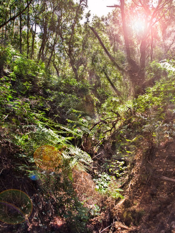 The impenetrable Alexius walked in the rainforest